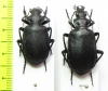 Calosoma imbricatum deserticola, pair  Turkmenistan - INSECTS-STORE.RU