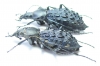 Carabus (Coptolabrus) pustulifer, pair  China - INSECTS-STORE.RU