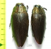 Steraspis sp., pair  Tanzania - INSECTS-STORE.RU
