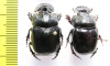 Copris sp., pair  Nepal - INSECTS-STORE.RU
