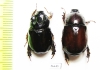 Dipelicus optatus, pair  Australia - INSECTS-STORE.RU