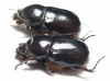 Dynastinae sp., pair  Zambia - INSECTS-STORE.RU