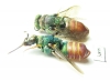 Parnopes grandior  Russia, Moscow reg. - INSECTS-STORE.RU