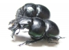 Lethrus halkidikensis, pair  Greece - INSECTS-STORE.RU