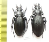 Carabus (Morphocarabus) aeruginosus hermanni, pair  Russia, Sverdlovsk reg. - INSECTS-STORE.RU