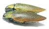 Steraspis sp., pair  Tanzania - INSECTS-STORE.RU