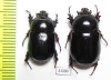Dynastinae sp., pair  Zambia - INSECTS-STORE.RU
