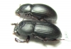 Tenebrionidae sp., pair  Malaysia, Borneo - INSECTS-STORE.RU