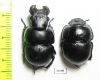 Lethrus halkidikensis, pair  Greece - INSECTS-STORE.RU