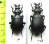 Calosoma imbricatum deserticola, pair  Kazakhstan - INSECTS-STORE.RU
