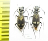 Cicindelinae sp.  Zambia - INSECTS-STORE.RU