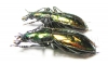 Carabus (Chrysocarabus) rutilans rutilans, pair  France - INSECTS-STORE.RU