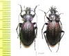 Carabus (Sphodristocarabus) varians, pair  Georgia - INSECTS-STORE.RU