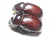 Neodon pecuarius, pair  Australia - INSECTS-STORE.RU