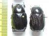 Lonchotus lentus, pair  Madagascar - INSECTS-STORE.RU