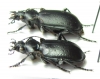 Calosoma imbricatum deserticola, pair  Kazakhstan - INSECTS-STORE.RU