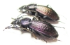 Carabus (Sphodristocarabus) varians, pair  Georgia - INSECTS-STORE.RU
