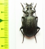 Calosoma imbricatum hottentotum  South Africa Rep. - INSECTS-STORE.RU