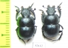 Lethrus bulbocerus, pair  Kazakhstan - INSECTS-STORE.RU
