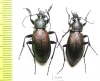 Carabus (Morphocarabus) hummeli nevelskii, pair  Russia, Sakhalin isl. - INSECTS-STORE.RU