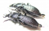 Carabus (Sphodristocarabus) janthinus janthinus, pair  Abkhazia - INSECTS-STORE.RU
