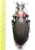 Carabus (Coptolabrus) jankowskii fusanus, female  S.Korea - INSECTS-STORE.RU