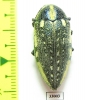 Julodis fimbriata fimbriata  Sudan - INSECTS-STORE.RU