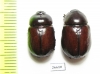 Neodon pecuarius, pair  Australia - INSECTS-STORE.RU