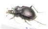 Scaphinotus petersi catalinae  USA - INSECTS-STORE.RU