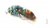 Parnopes grandior  Russia, Tver reg. - INSECTS-STORE.RU