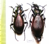 Carabus (Archiplectes) komarowi komarowi, pair  Georgia - INSECTS-STORE.RU