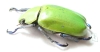 Chrysina beckeri  Mexico - INSECTS-STORE.RU