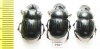 Copris sp., pair  South Africa Rep. - INSECTS-STORE.RU