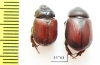 Neodon pecuarius, pair  Australia - INSECTS-STORE.RU