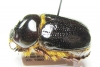 Dynastinae sp.  Madagascar - INSECTS-STORE.RU