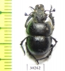 Lethrus jakovlevi, male  Kazakhstan - INSECTS-STORE.RU