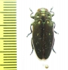 Chrysobothris sp.  Peru - INSECTS-STORE.RU