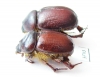 Neodon pecuarius, pair  Australia - INSECTS-STORE.RU