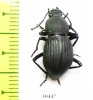 Tenebrionidae sp.  Malaysia - INSECTS-STORE.RU