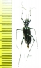 Oxygonia sp., female  Ecuador - INSECTS-STORE.RU
