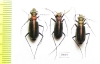 Cicindela desgodinsi, pair  China, Yunnan prov. - INSECTS-STORE.RU