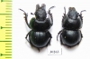 Lethrus jakovlevi, male  Kazakhstan - INSECTS-STORE.RU