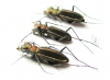 Cicindela desgodinsi, pair  China, Yunnan prov. - INSECTS-STORE.RU