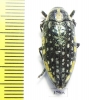 Julodis fimbriata lacunosa  Oman - INSECTS-STORE.RU