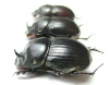 Copris sp., pair  South Africa Rep. - INSECTS-STORE.RU