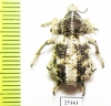 Brachyceridae sp.2  South Africa Rep. - INSECTS-STORE.RU