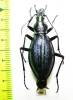 Carabus (Acoptolabrus) gehinii Japan - INSECTS-STORE.RU