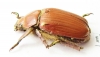 Chrysina arellanoi  Mexico - INSECTS-STORE.RU