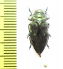 Chrysobothris sp.  Peru - INSECTS-STORE.RU