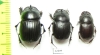 Copris sp., pair  South Africa Rep. - INSECTS-STORE.RU